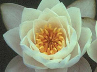 Nenufar Virginalis Blanco waterlilly white